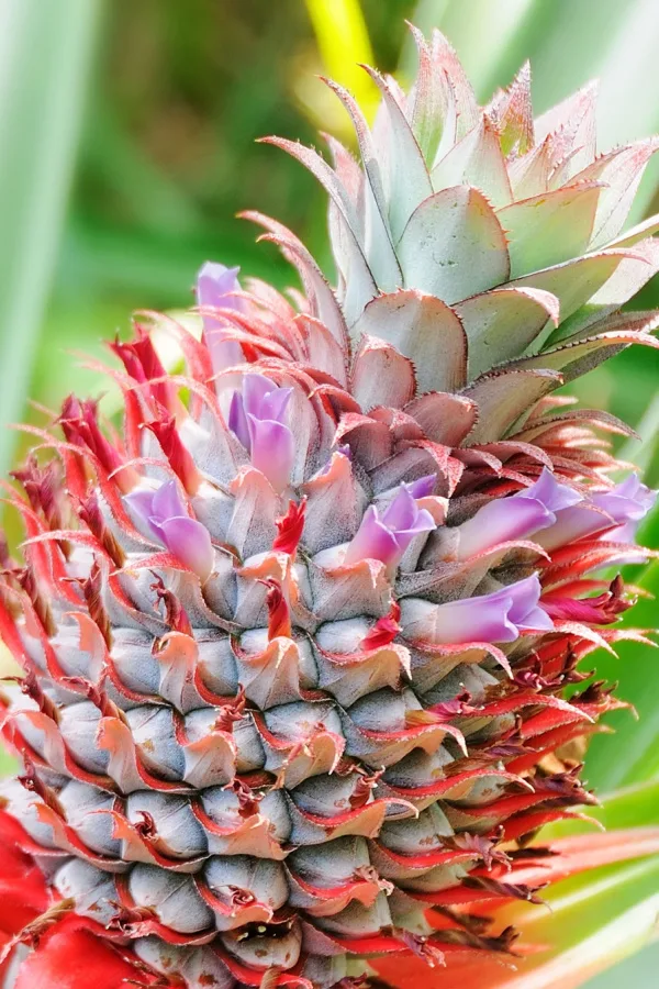 The flowers of a pineapple plant fusing together to produce the  