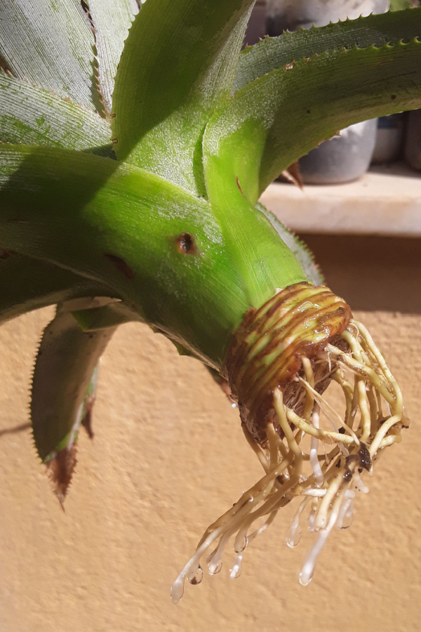 New roots growing from a pineapple cutting.