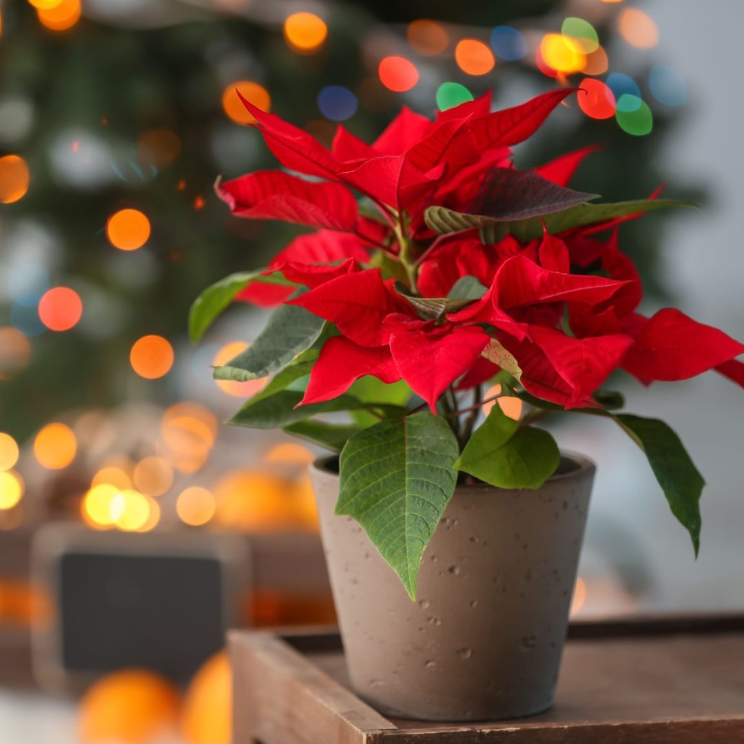 How To Save Dying Poinsettia Plants Keeping Poinsettias Alive!