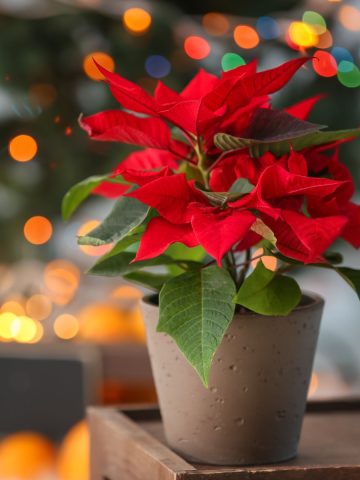 A red poinsettia plant in front of softly focused Christmas lights.