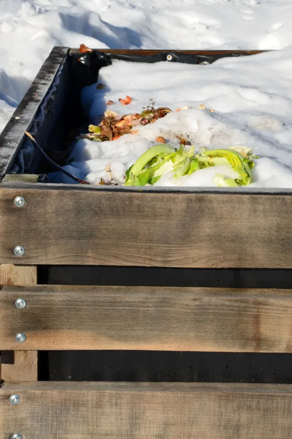Kitchen scraps on top of a snow covered compost bin.