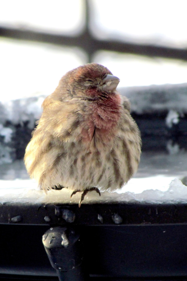 helping birds survive winter