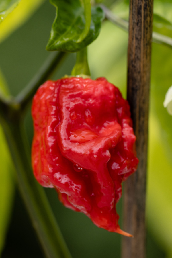 Carolina Reaper - One of the hottest peppers of all to grow