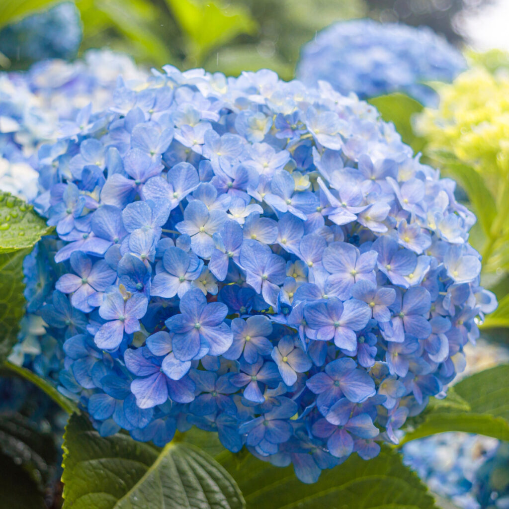 how to change a hydrangea bloom color