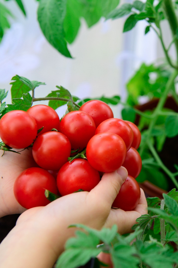 two hands holding a ton of large red cherry tomatoes