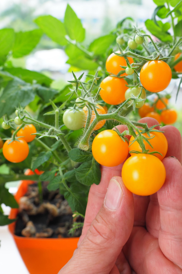 Orange cherry tomatoes growing prolifically on a small plant.