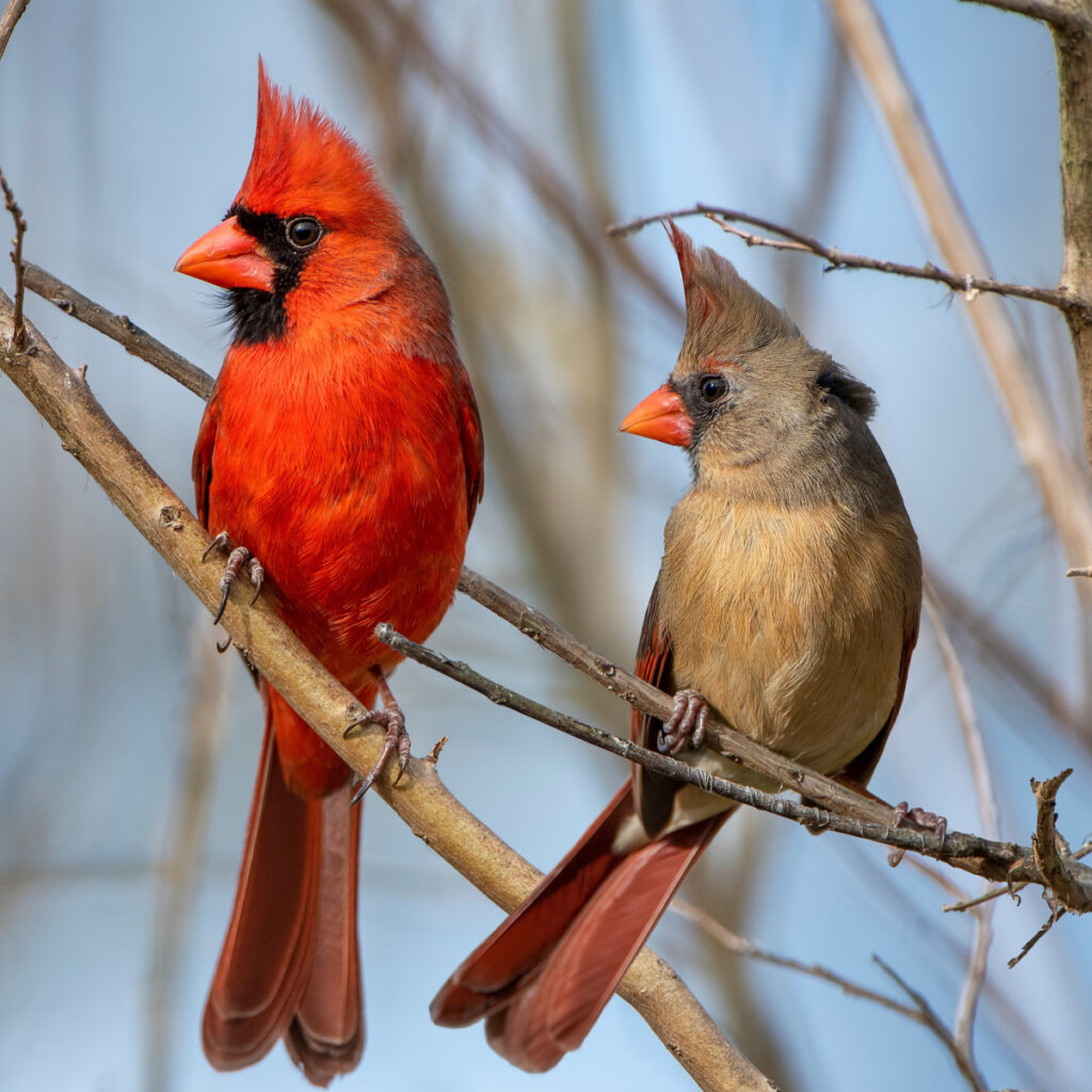 Feed cardinals in the winter.