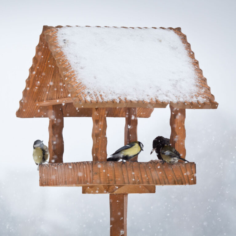 feeding birds in the winter