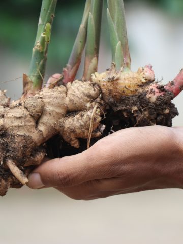 how to grow fresh ginger