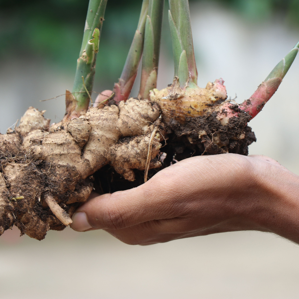 how to grow fresh ginger