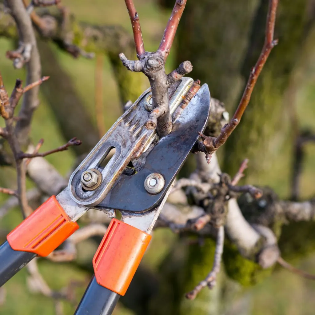 A pair of loppers pruning a branch from an apple tree.