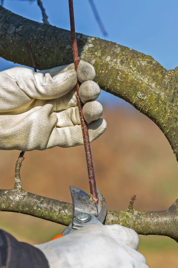Pruning new growth from an apple tree.