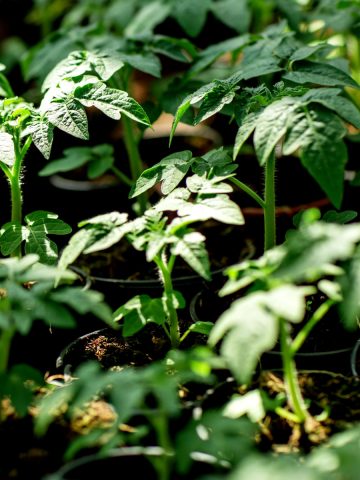 how to grow tomato seedlings indoors