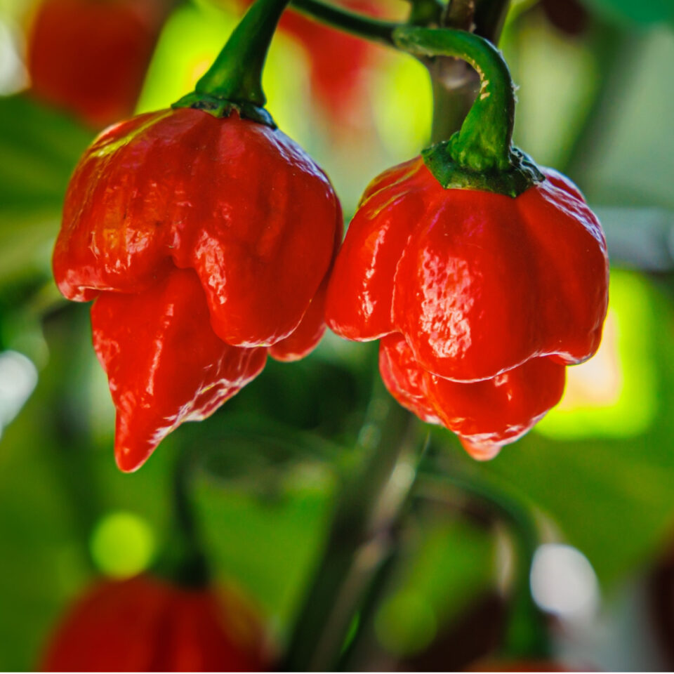 How To Grow The Hottest Peppers! 5 Peppers That Bring Big Heat