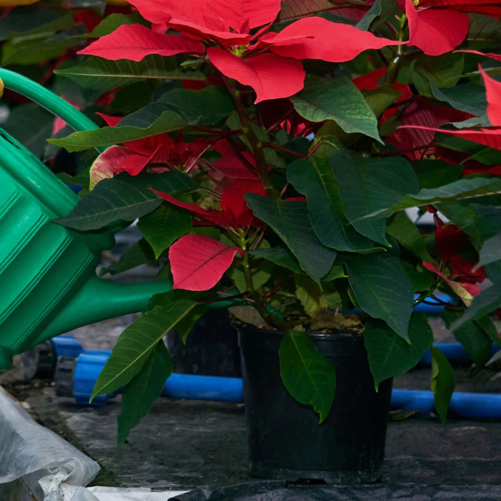 watering poinsettias - how to water a poinsettia plant