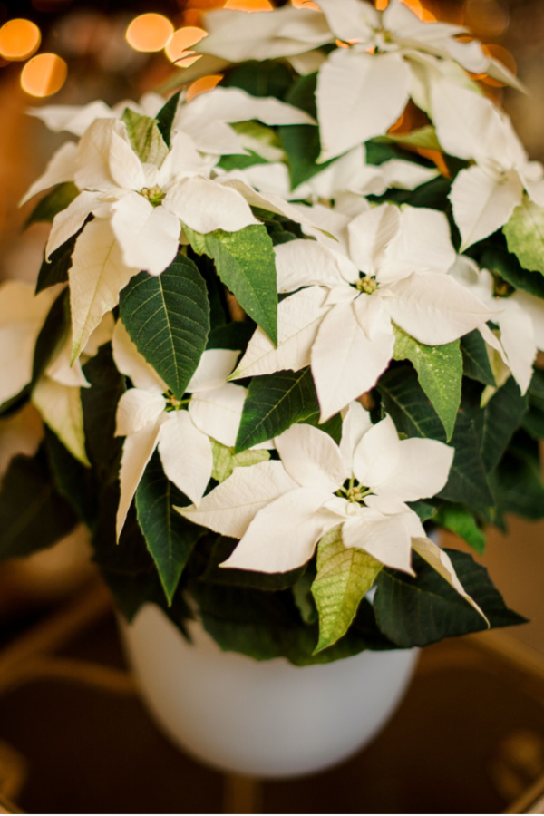 keep poinsettias blooming big - where to locate a poinsettia plant