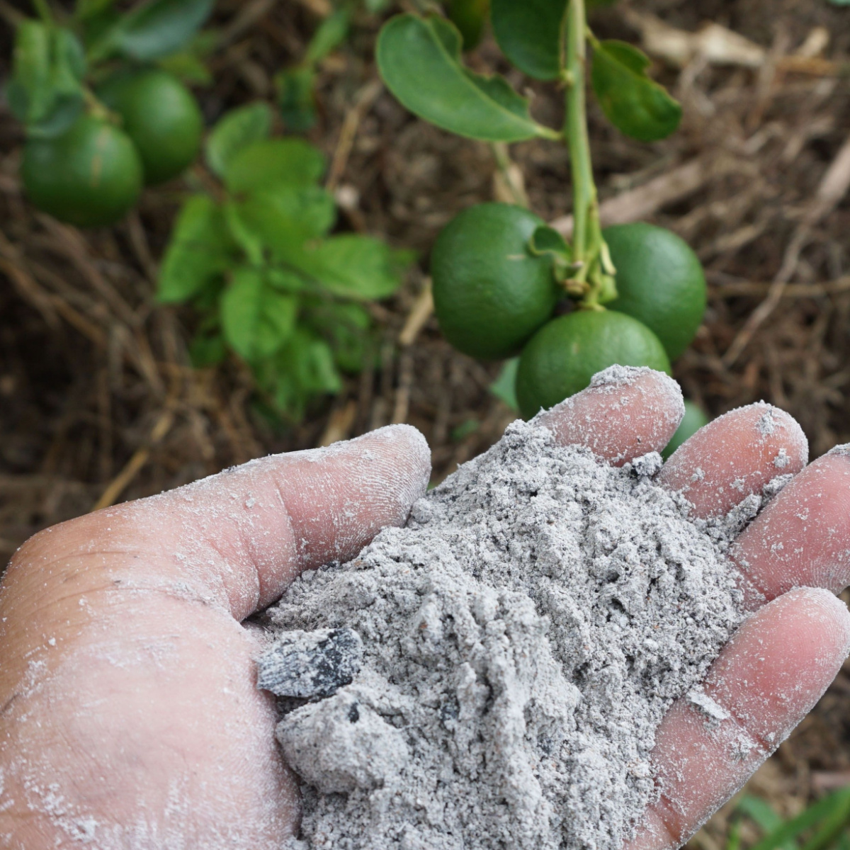 How To Use Fireplace Ashes To Grow Great Tomatoes Save Those Ashes