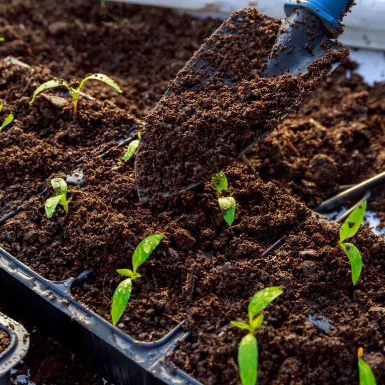 Several seedlings in seed starting trays with loose seed starting soil.