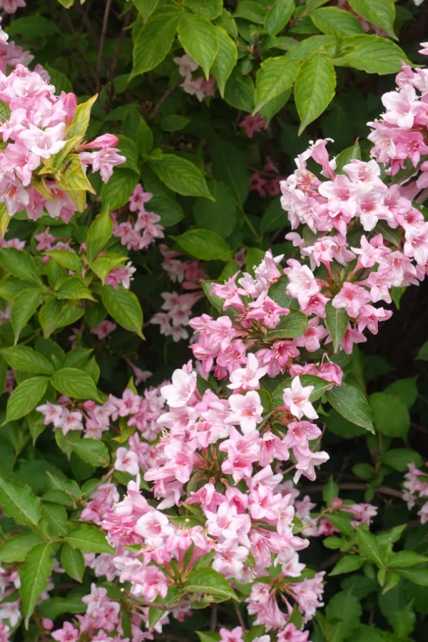 A flowering weigela shrub with little trumpet-shaped pink blooms.