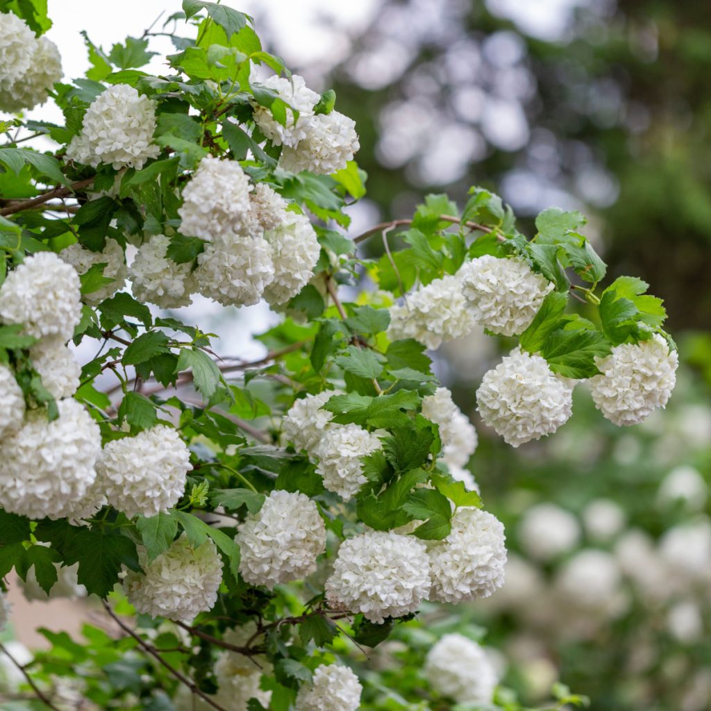 Viburnum, a flowering shrub, with huge white blooms.