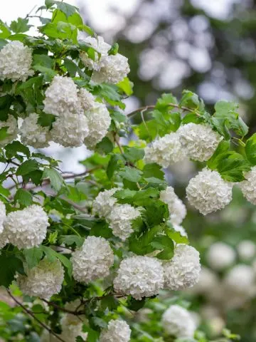 Viburnum, a flowering shrub, with huge white blooms.