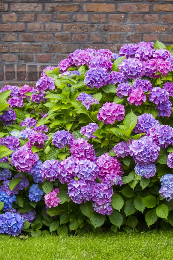 A flowering hydrangea shrub in colors of purple, blue and pink