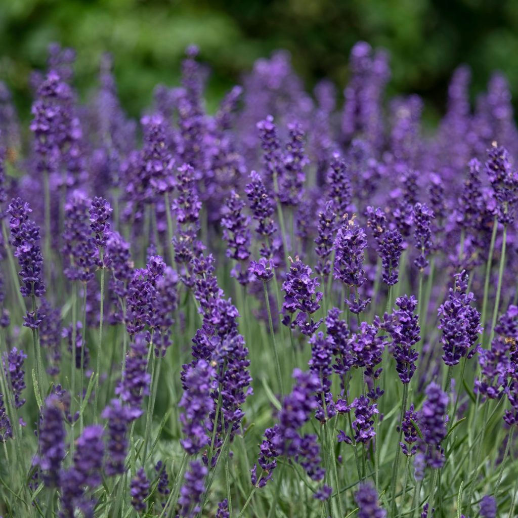 lavender - best drought resistant perennials