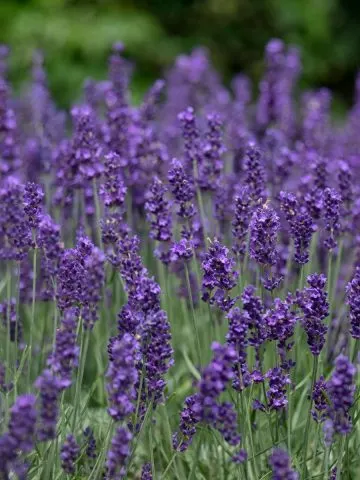 lavender - best drought resistant perennials