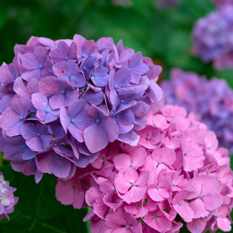 The Best Way To Fertilize Hydrangeas - Fertilize For Big Blooms!