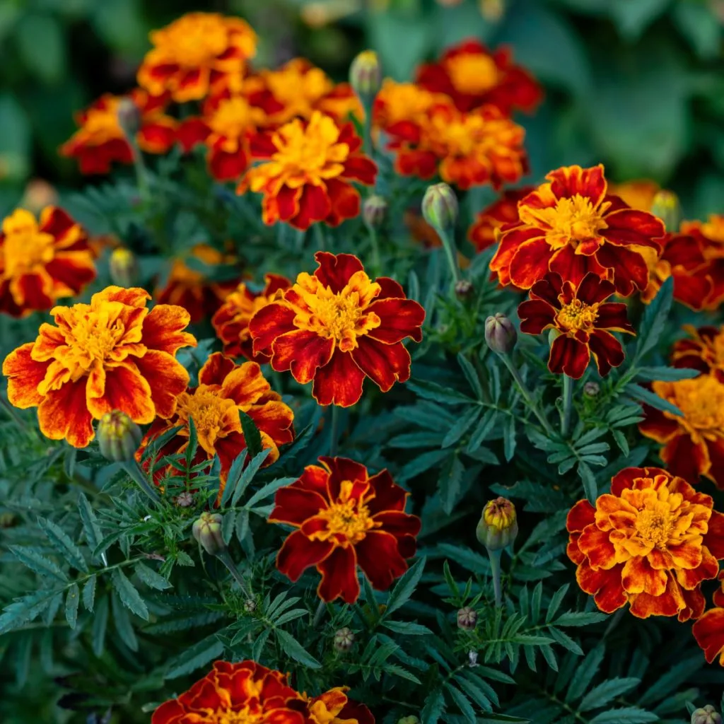 french marigolds - planting with tomatoes