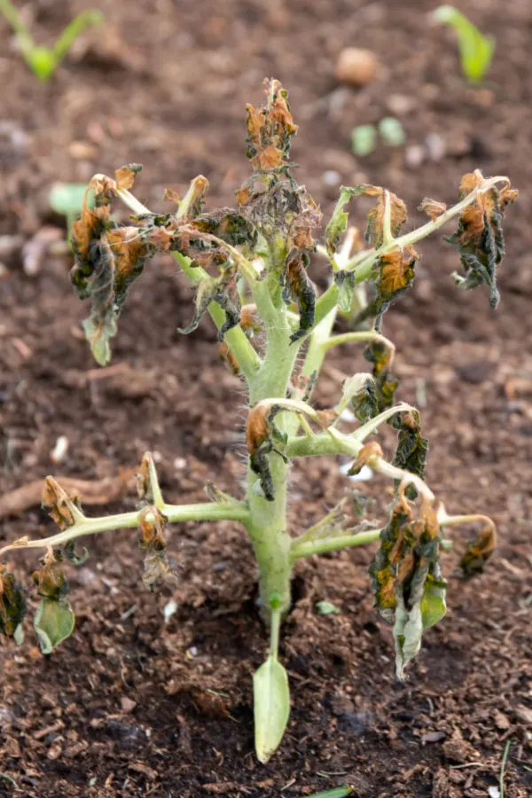 spring frost - killing tomato plant