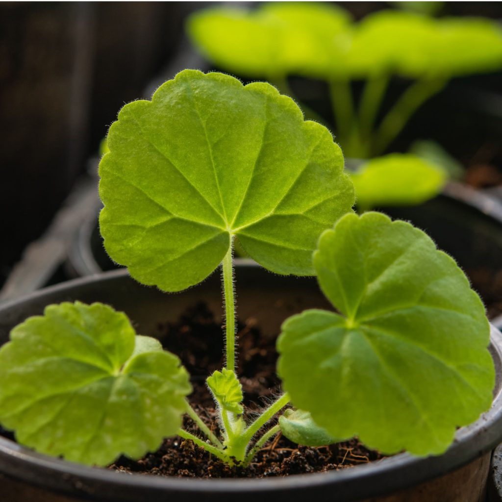 thumbnail image 2 of Red Geranium Seeds (10 Pack) – Perennial Flower, Easy To Grow, USA Grown 2024 2 of 4