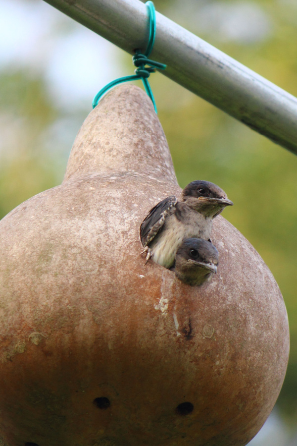 gourd houses - how to attract purple martins