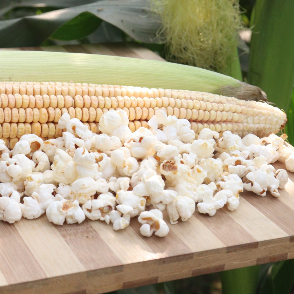 How To Grow Popcorn In A Garden