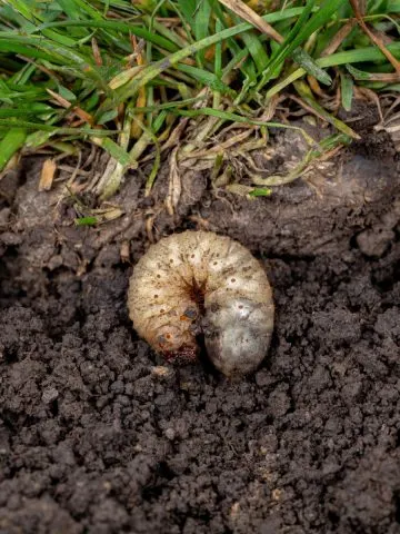 how to eliminate grubs