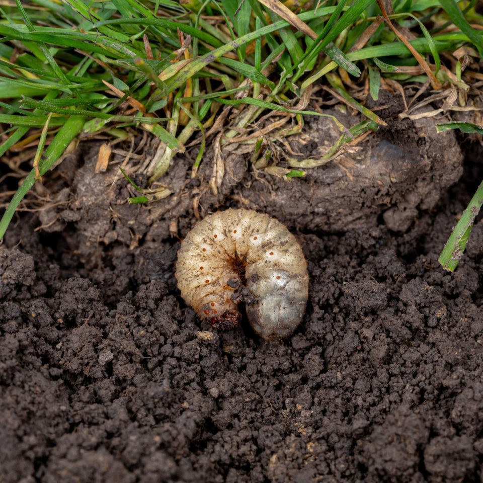 How To Eliminate Grubs In Your Yard This Spring Forever!