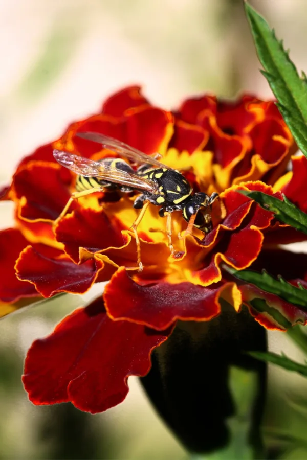 marigolds attracting a wasp