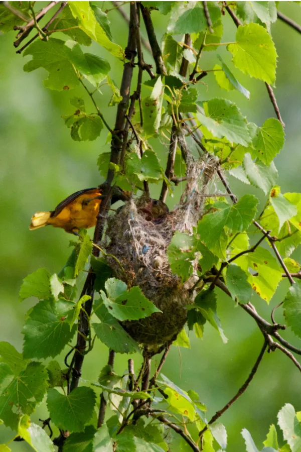 oriole nest in trees