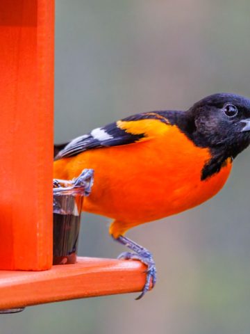 attract orioles to your yard