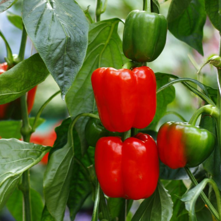 peppers in 5 gallon buckets