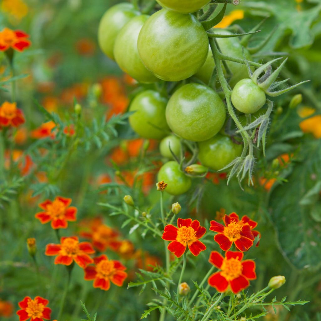 planting marigolds and tomatoes