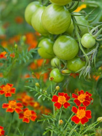 planting marigolds and tomatoes