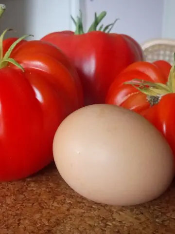 egg shells and tomato plants