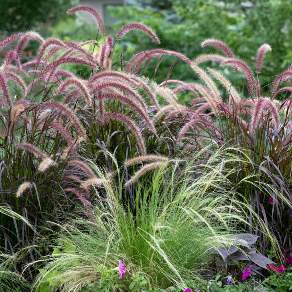 A group of different ornamental grasses 