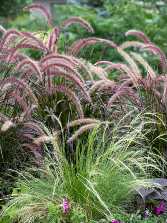 A group of different ornamental grasses