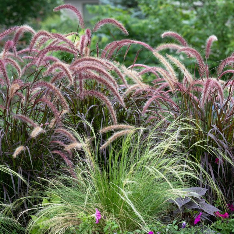 How To Divide Ornamental Grasses In Late Winter Or Early Spring