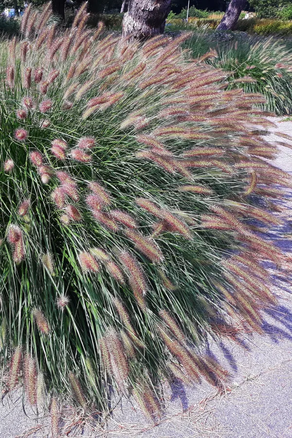 An overgrown ornamental grass
