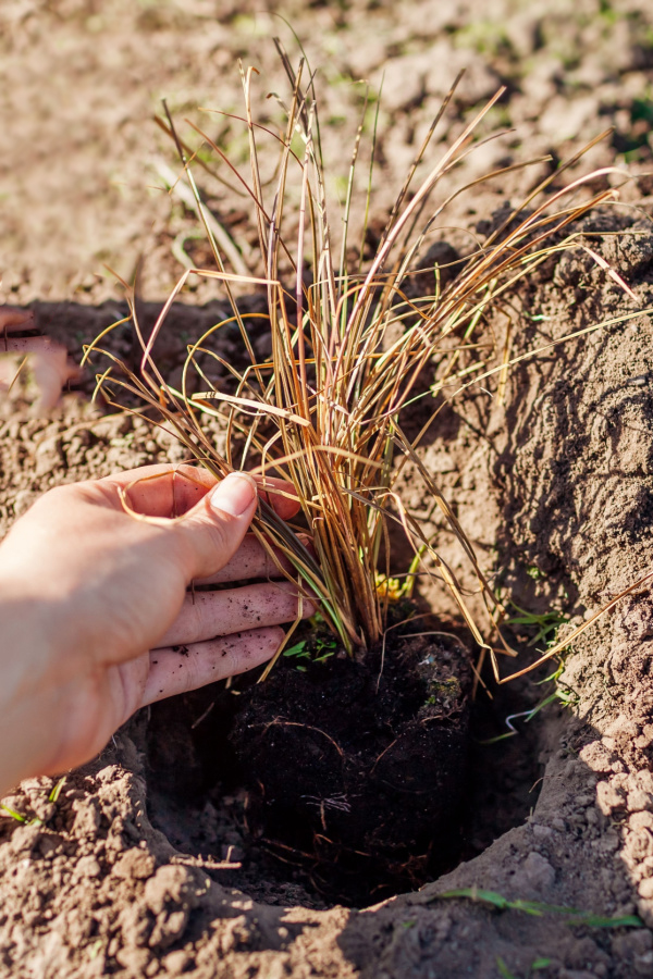A small division of an ornamental grass being transplanted.