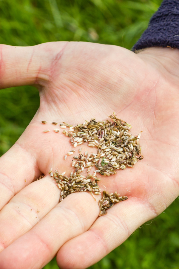 A hand holding wildflower seeds - plant wildflower patch in the spring