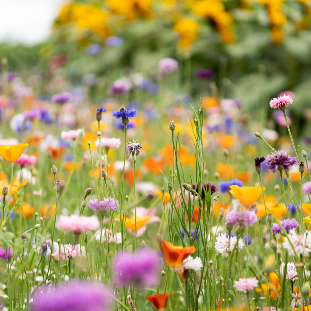 A field of wildflowers growing - how to plant a wildflower patch in spring